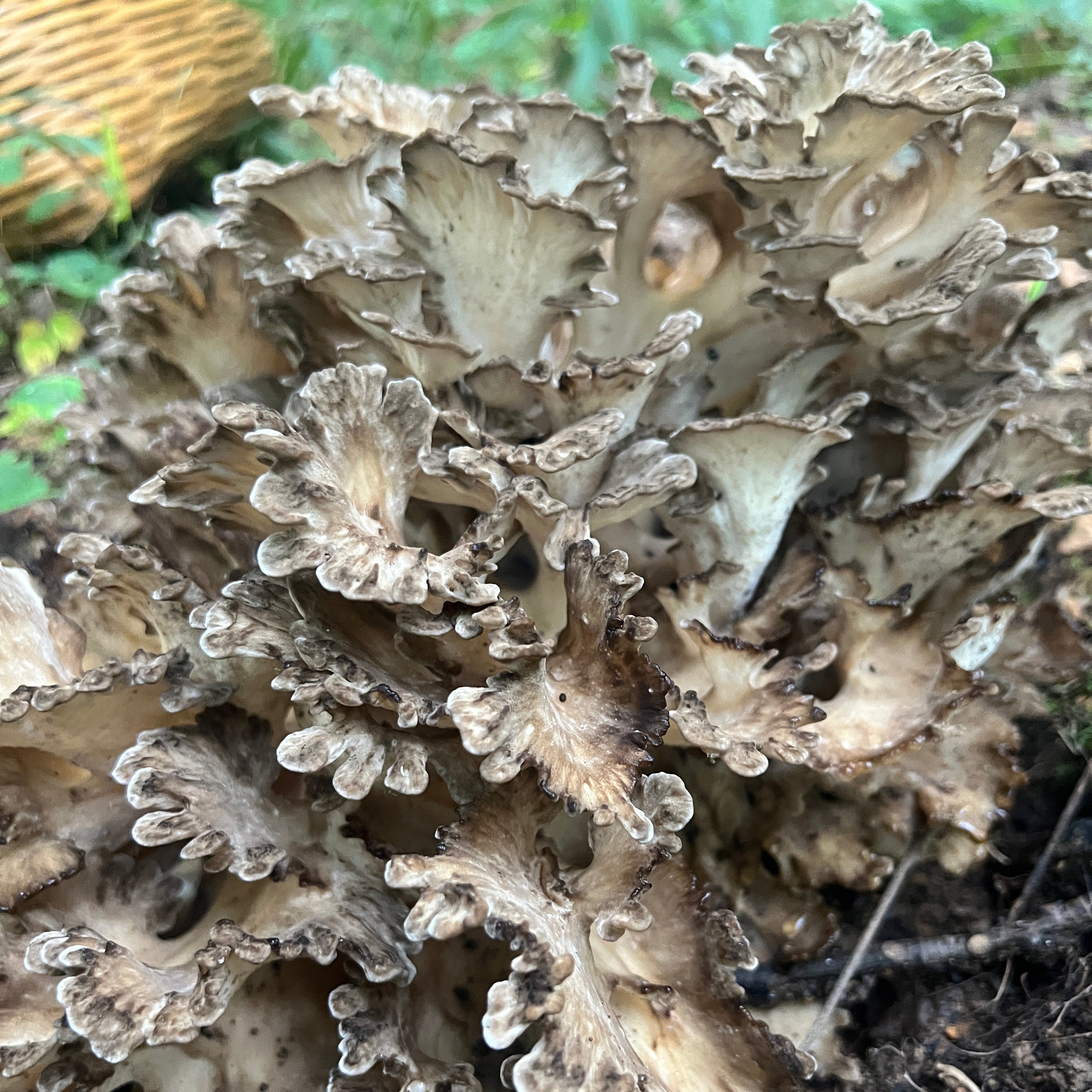 Maitake wild fruiting from Barbour County