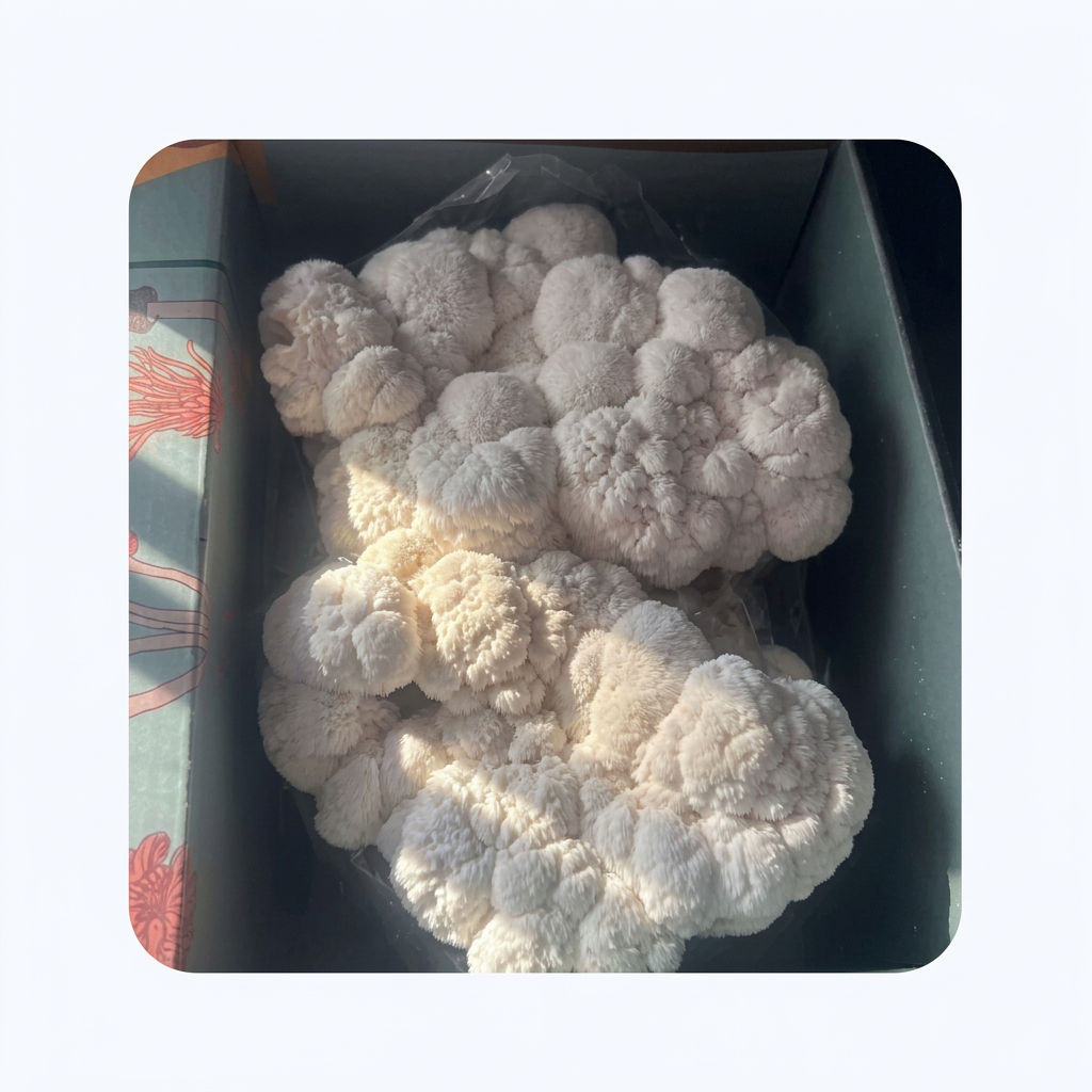 Antoinette's Blue Oyster ShroomBag harvest