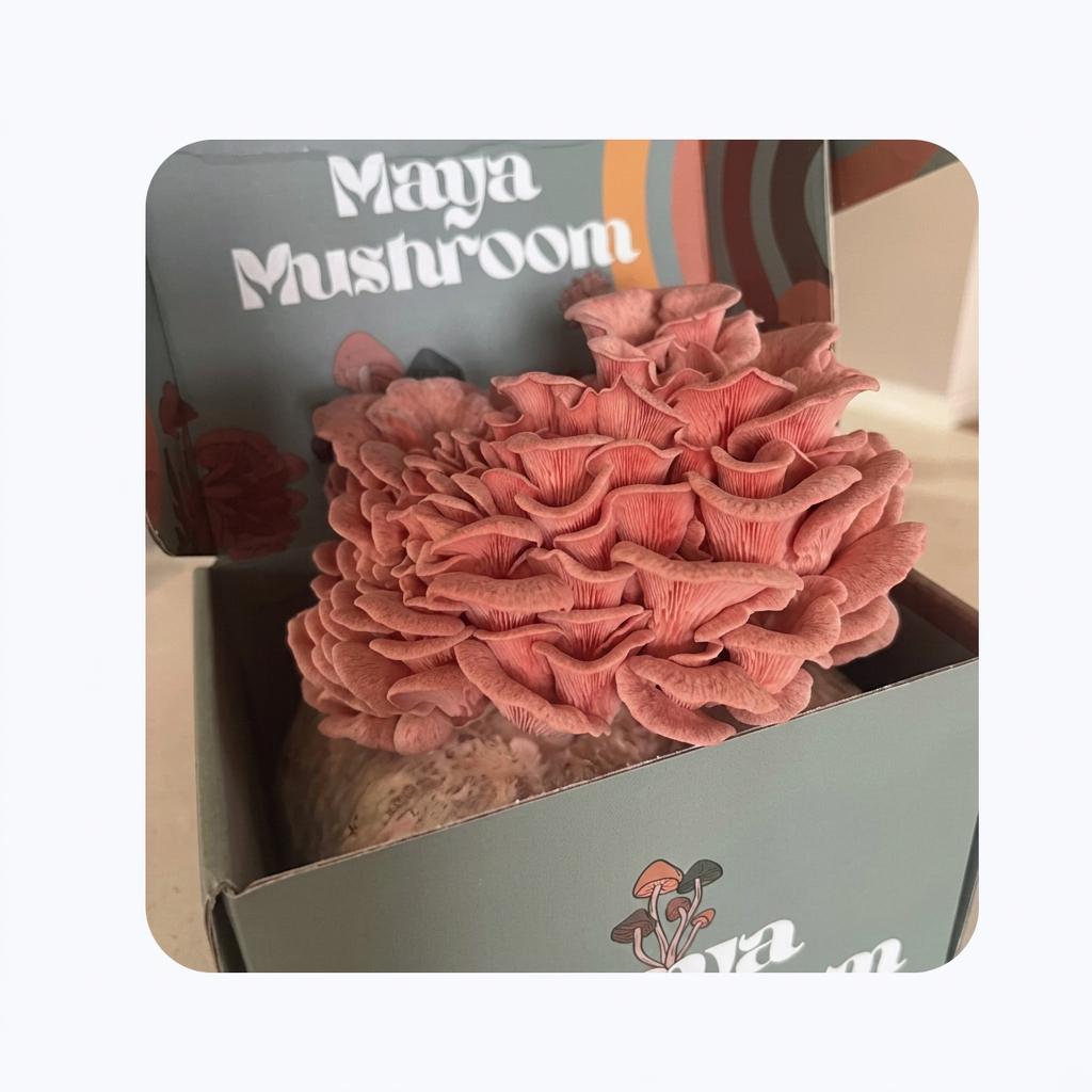 Morgan's Pink Oyster ShroomBag harvest