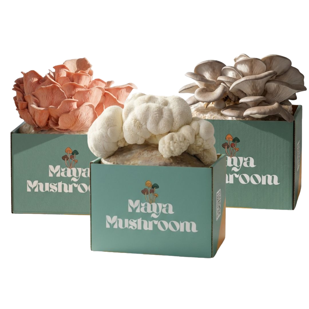 Variety Pack mushroom grow kit with Blue Oyster, Pink Oyster and Lion's Mane ShroomBags