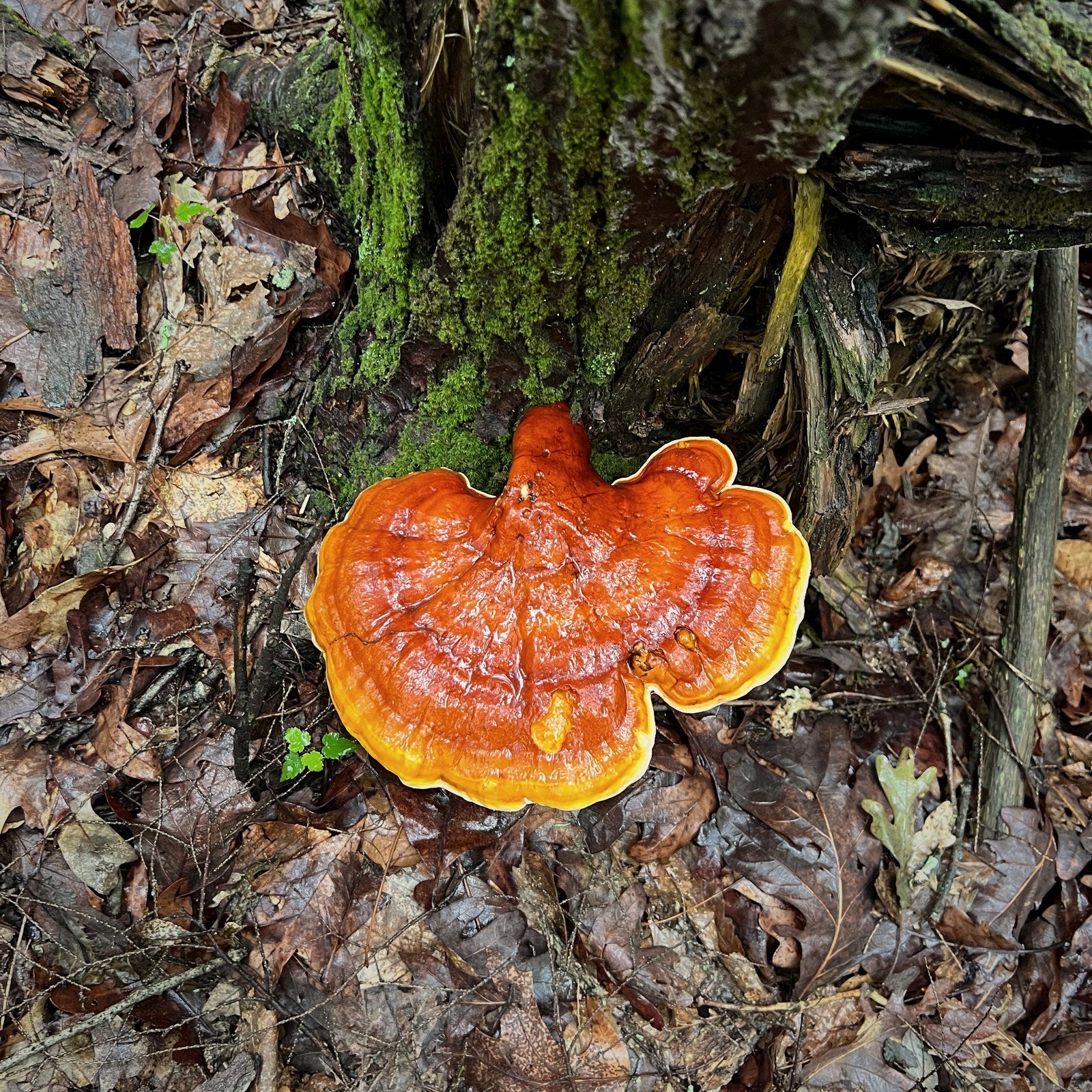 Hemlock Reishi wild fruiting from Upshur County