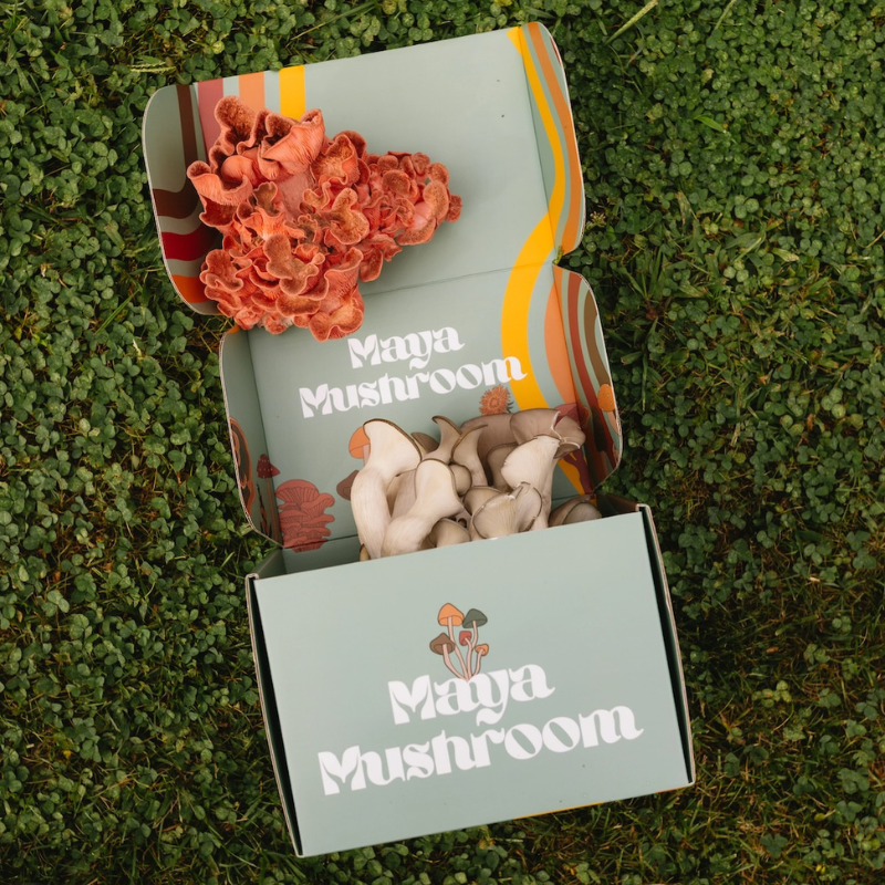 Pink oyster and king oyster mushrooms bursting from a Maya Mushroom grow kit