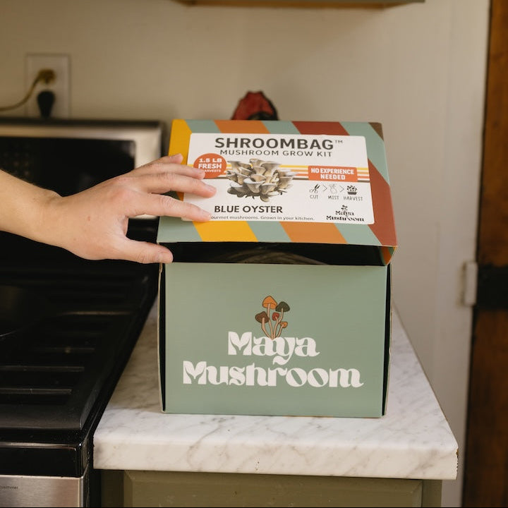ShroomBag grow kit set up on a kitchen counter